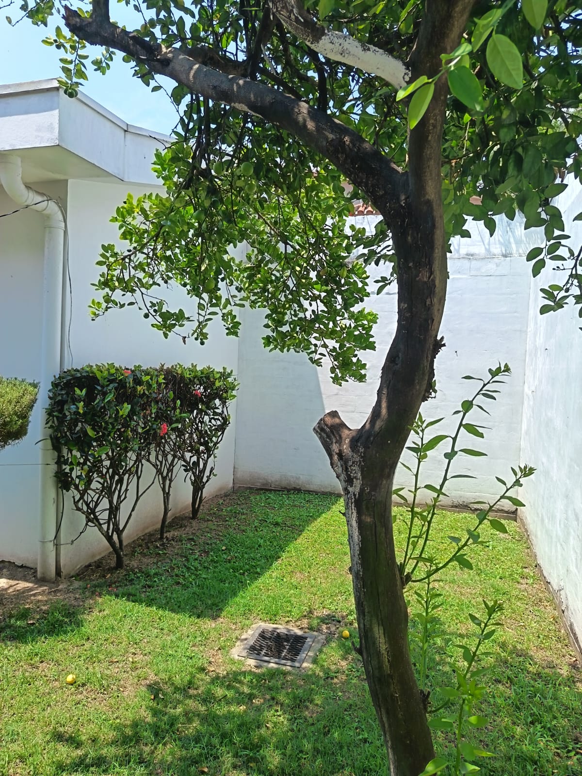 PPequeña porciuon de patio trasero con arboles ornamentales