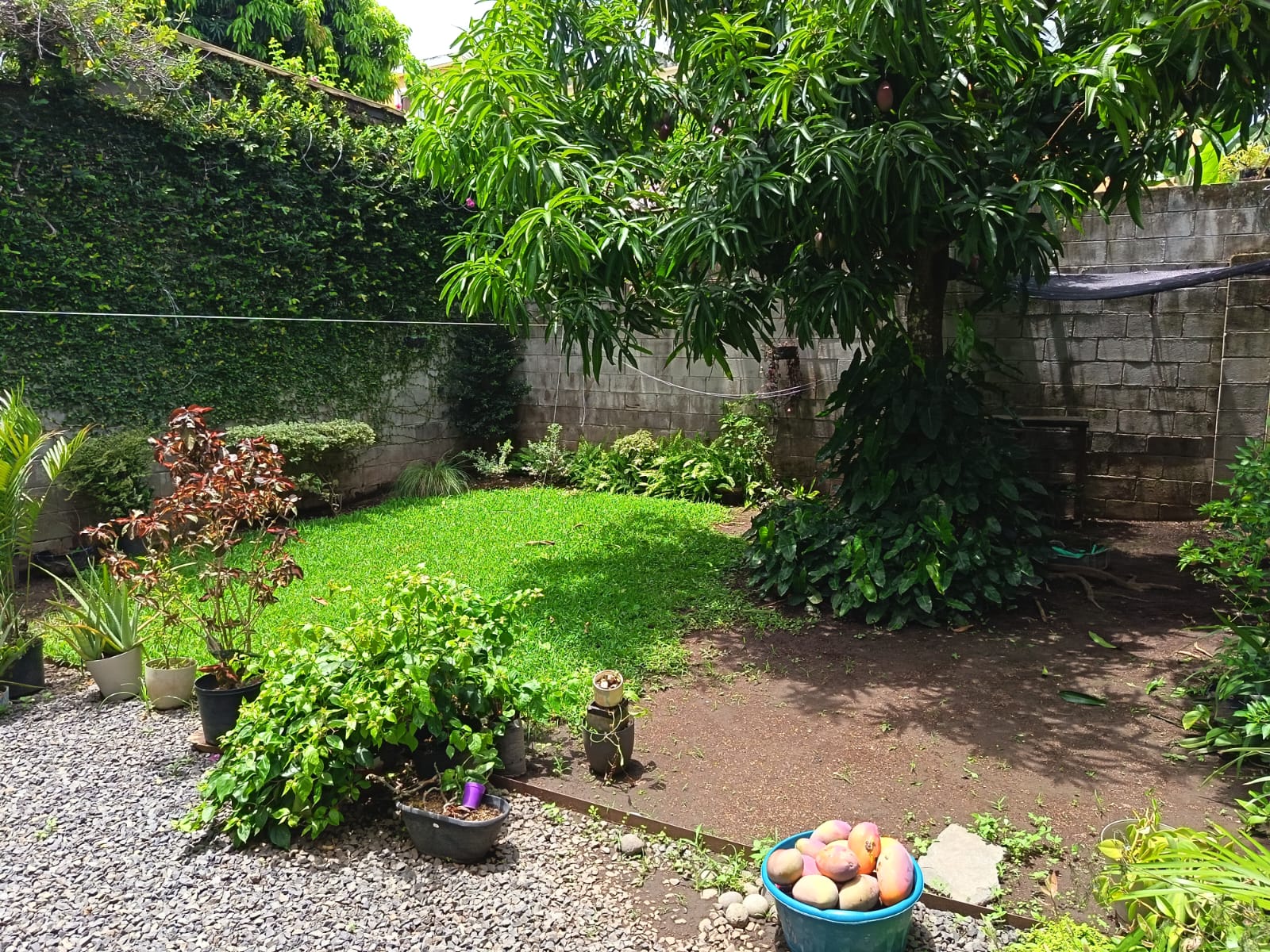 Patio trasero engramado, con arboles frutales y plantas ornamentales